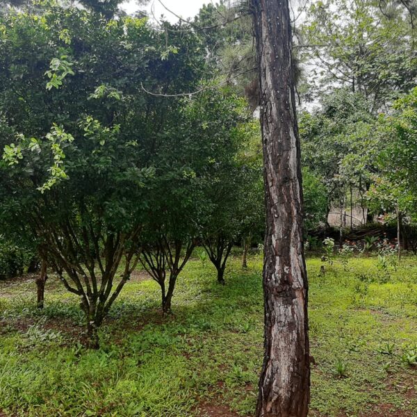 WhatsApp Image 2020-08-28 at 11.13.39 (1)