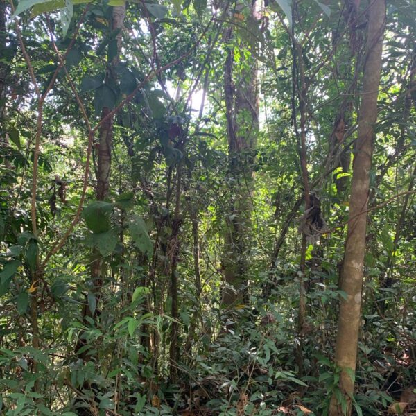 14 trees